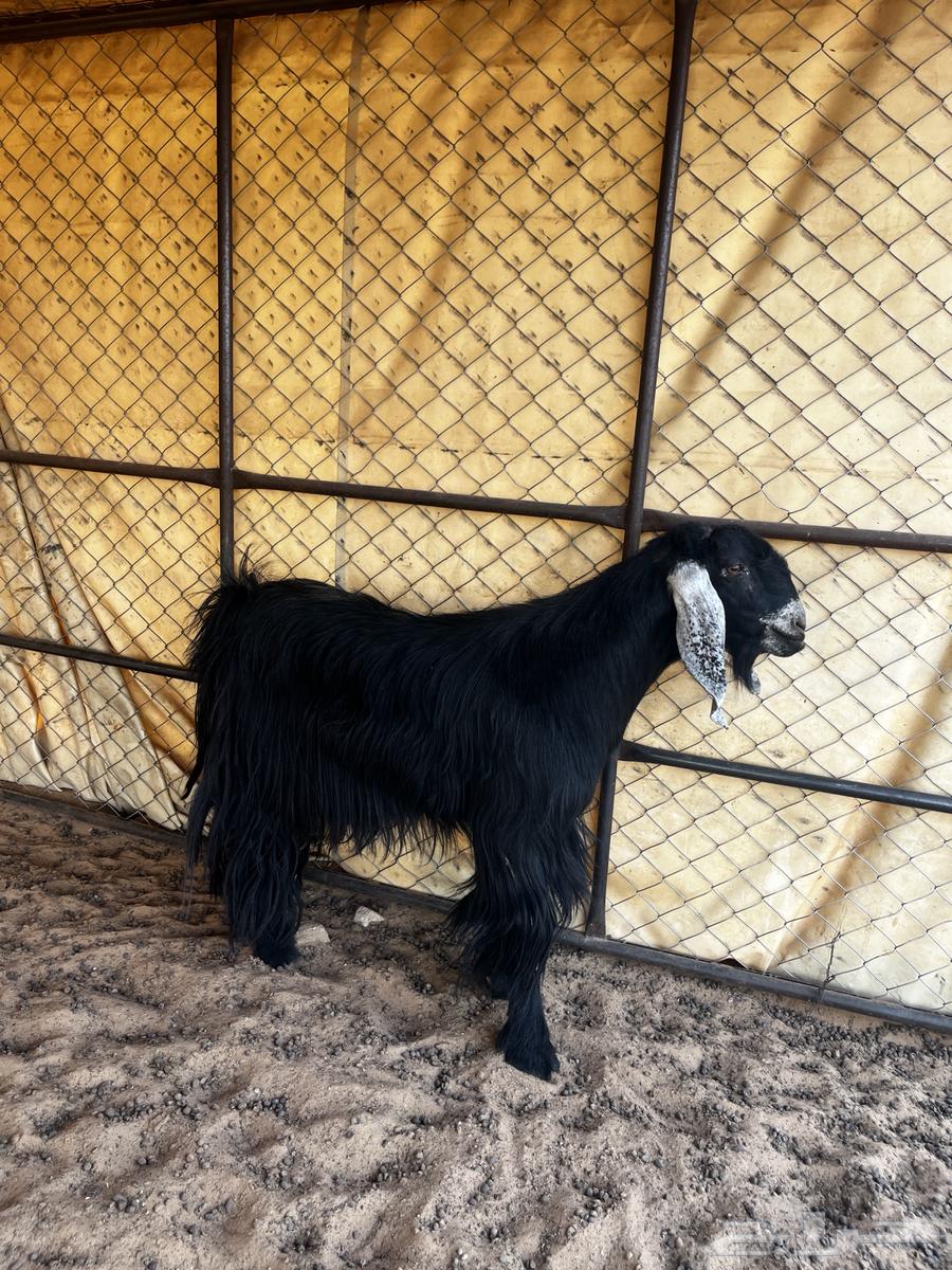Good healthy male goat64141550462466113