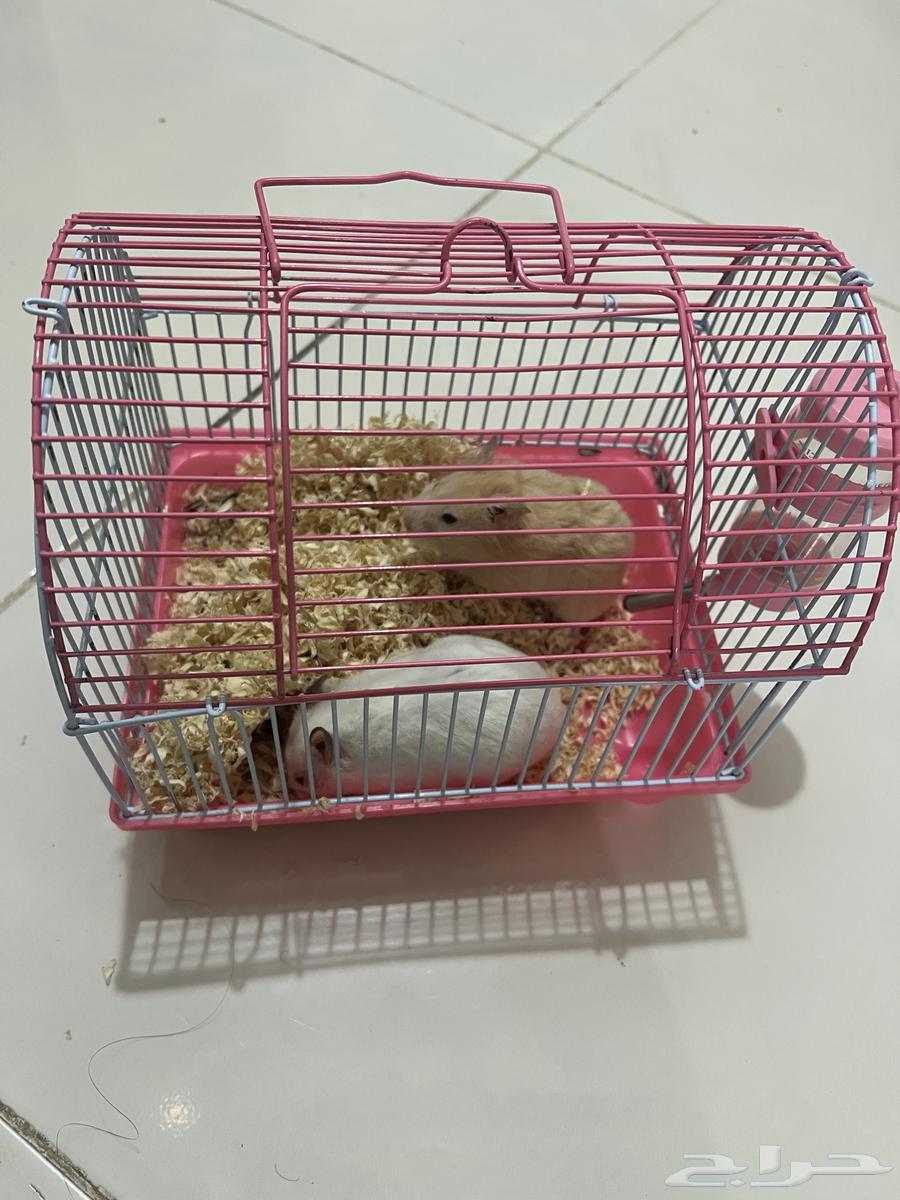 Hamster pair for sale64143478611201110