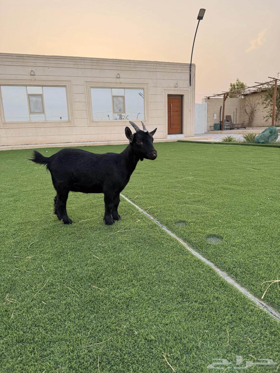 عنز للبيع64142877667331112