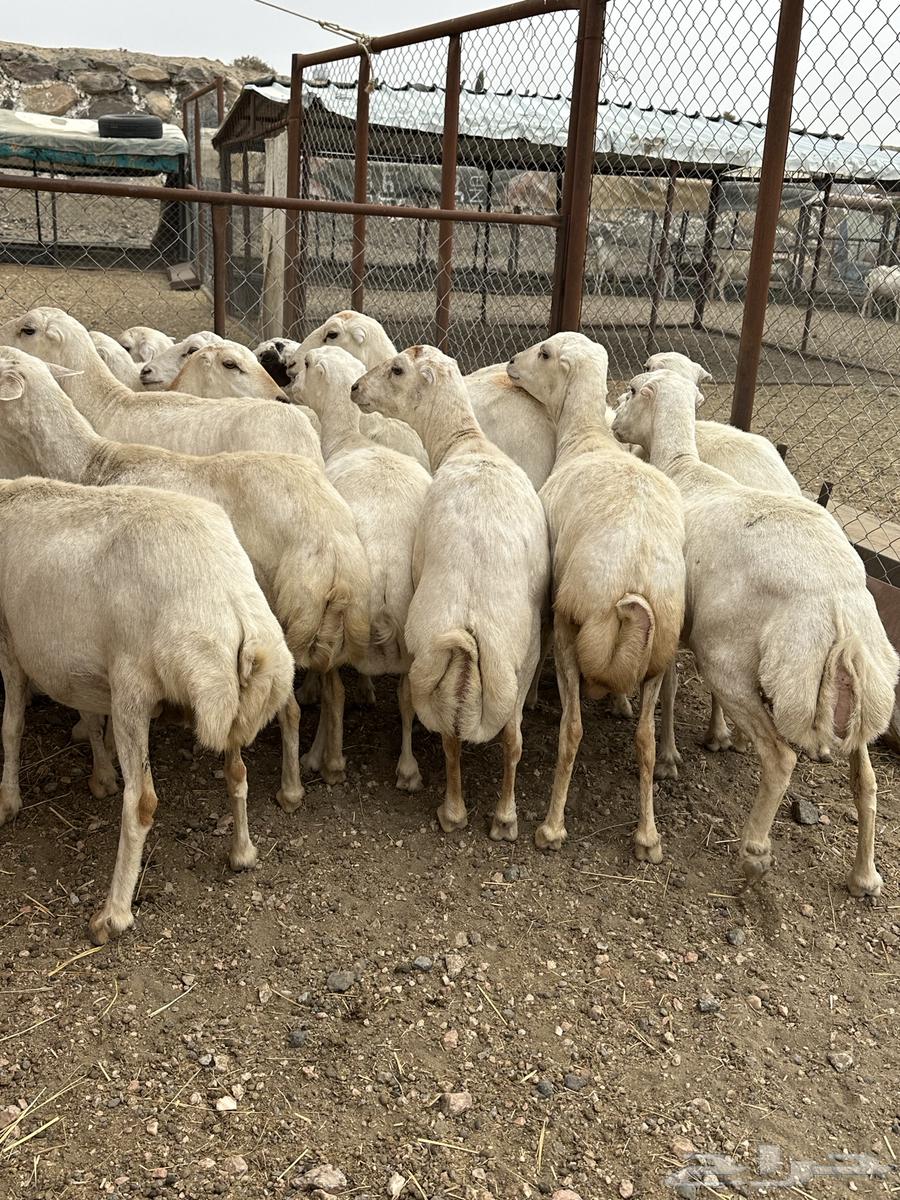 32 sheep, some with lambs, 4 of them have lambs64141926576129113