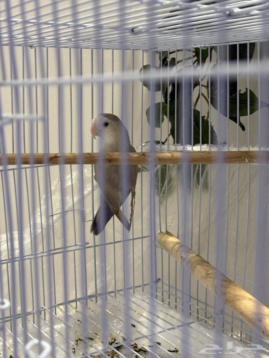 A first-grade singing bird that loves to play, move around, and fly around the house64142207240321111