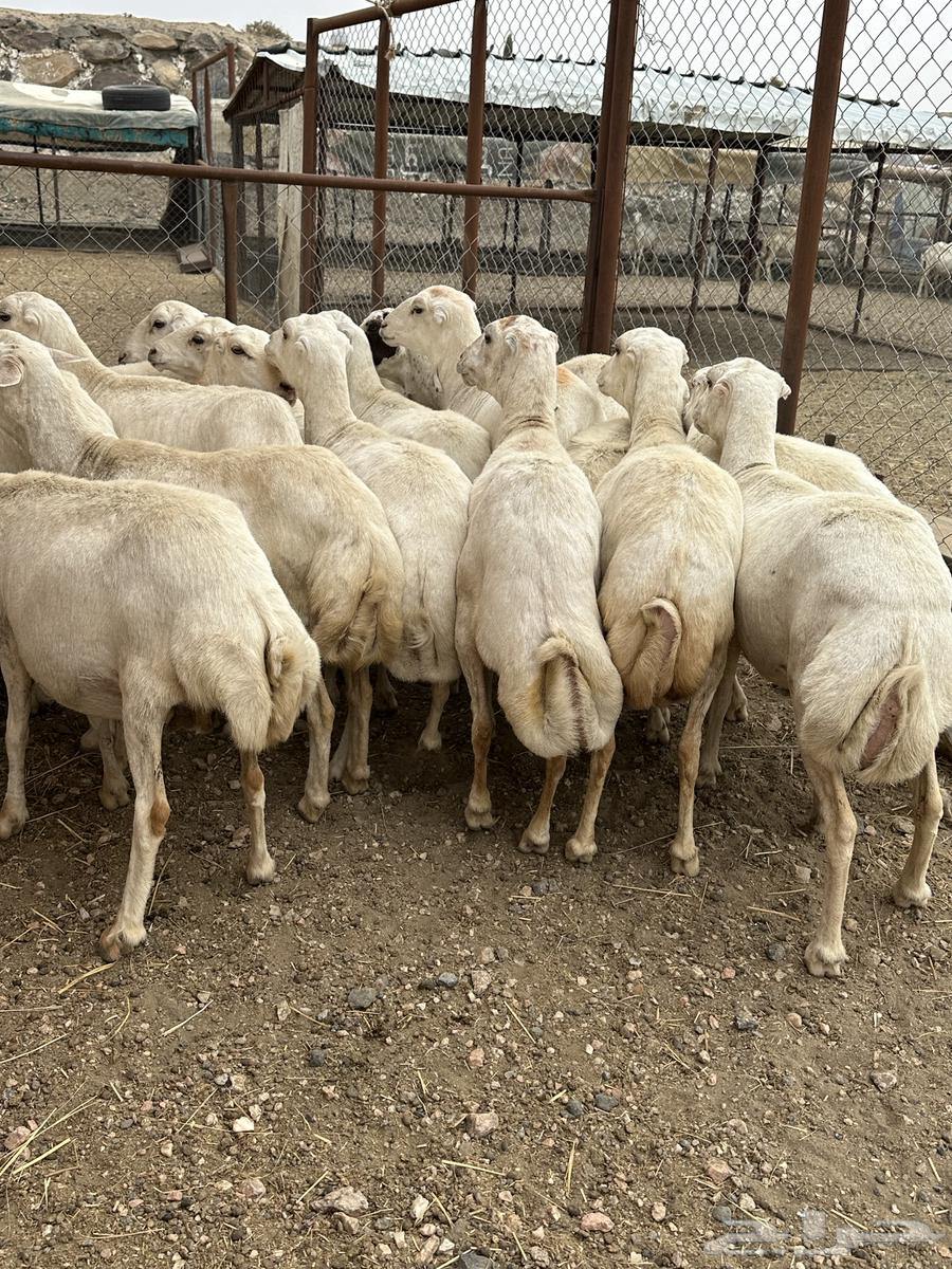 32 sheep, some with lambs, 4 of them have lambs64141926576129114