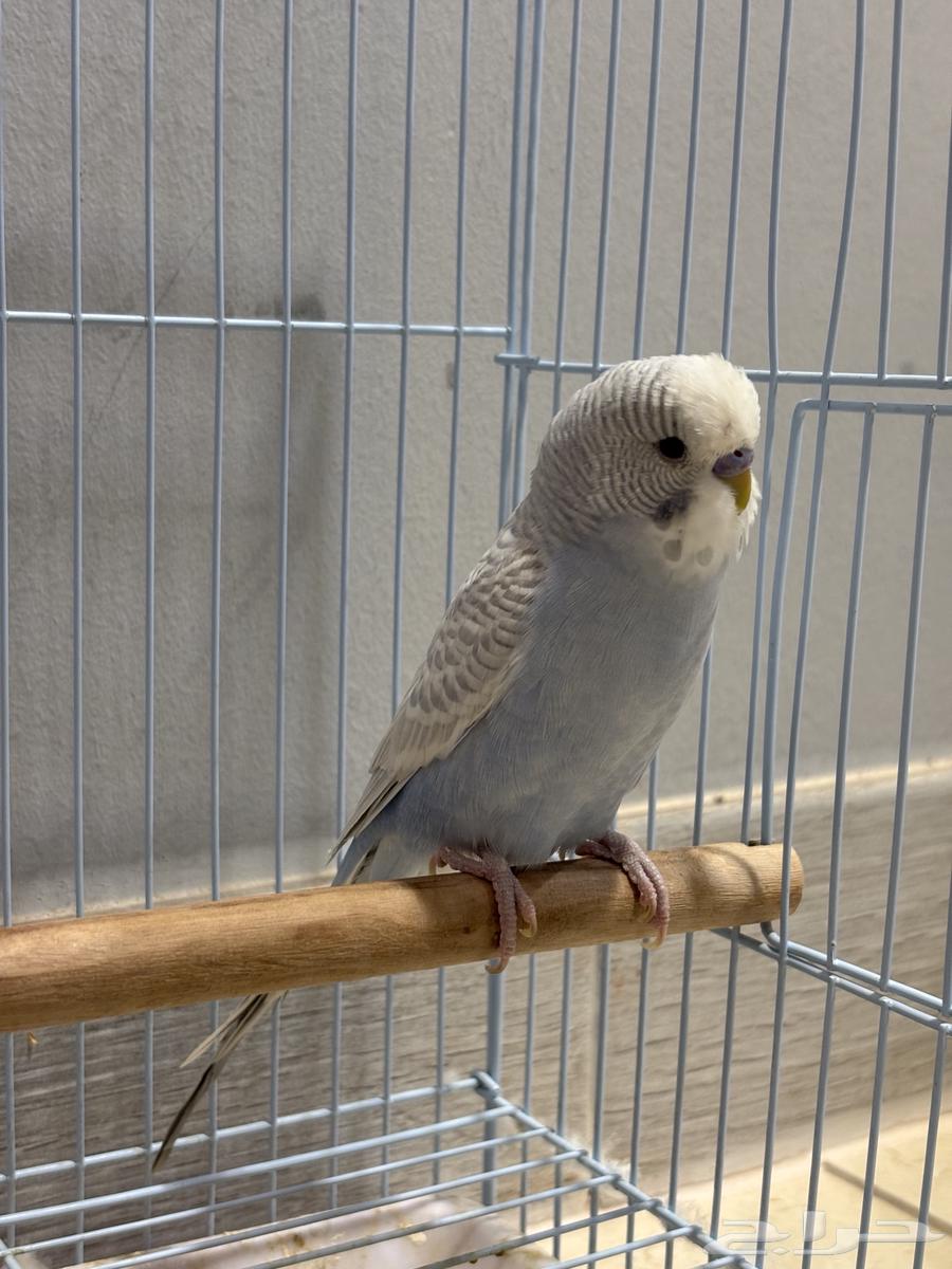 (Sold) Male Budgies (Special Offer)64141527848195111