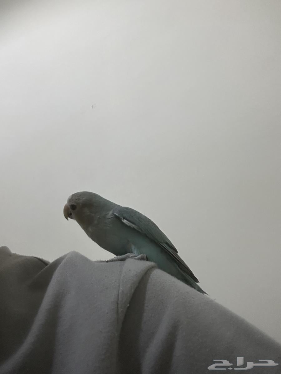 Love Birds, Very Tame, For Sale with Free Cage and Stand64141924218626111