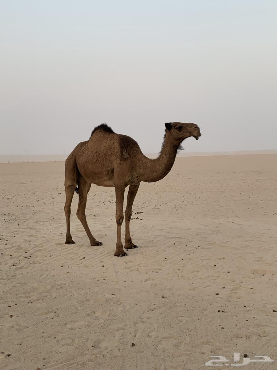 للبيع ابل لقحات64141927060097112