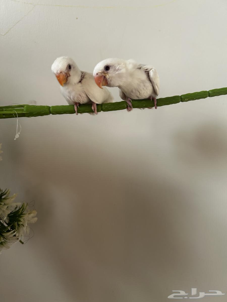 روز مجنونه غر بدايه هدد64141545886723113