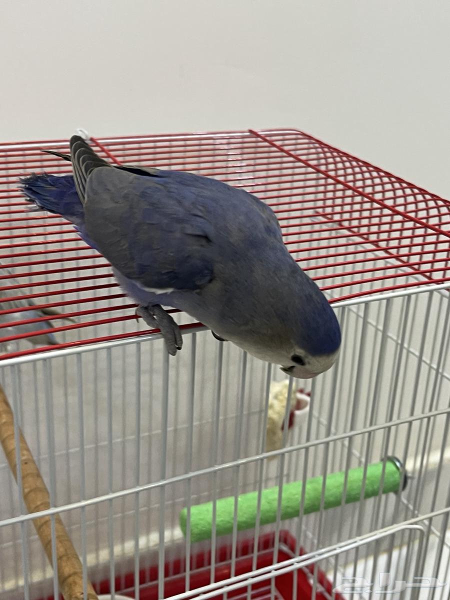 Roz for sale64141929511299113