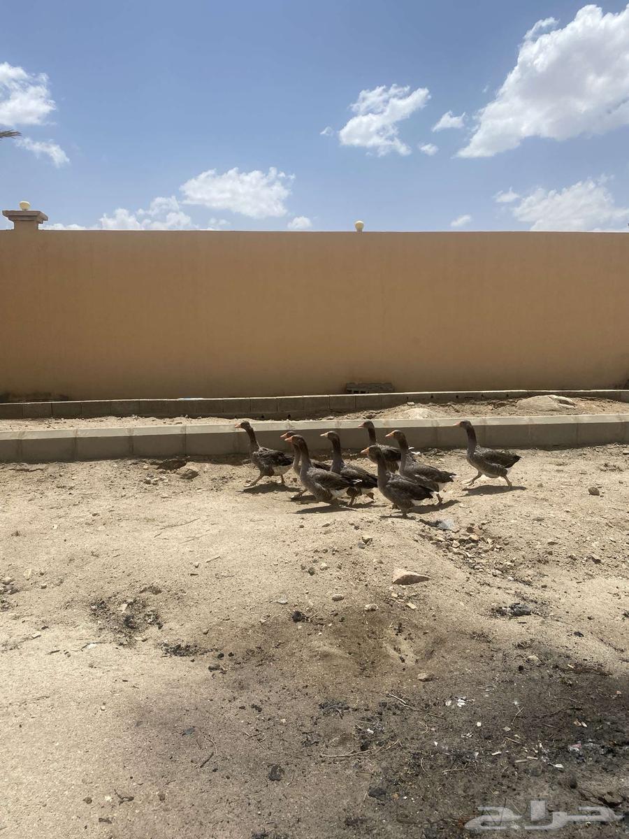 Geese for sale (Sold)64141921300353112