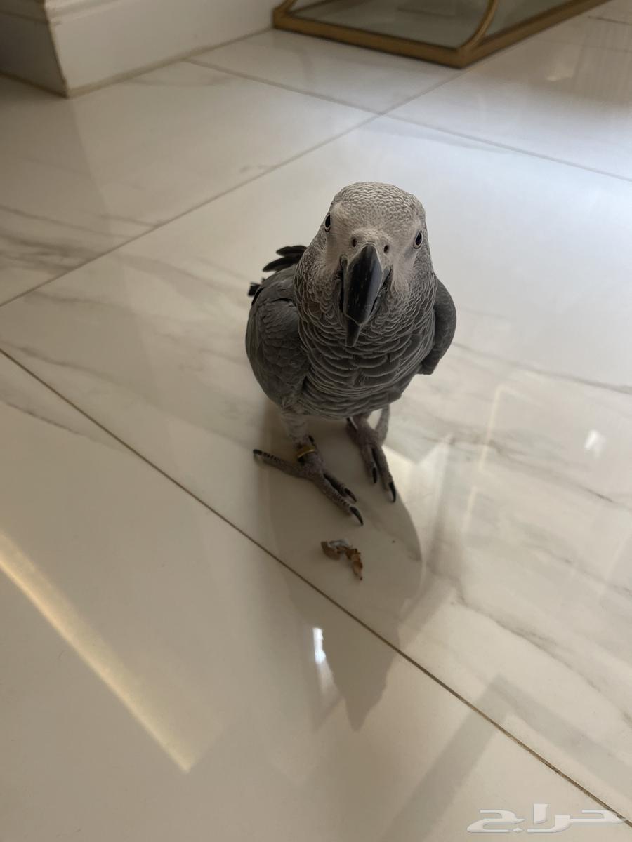 للبيع طير ببغاء كاسكو يتكلم ويحفظ كلمات64129225742466112