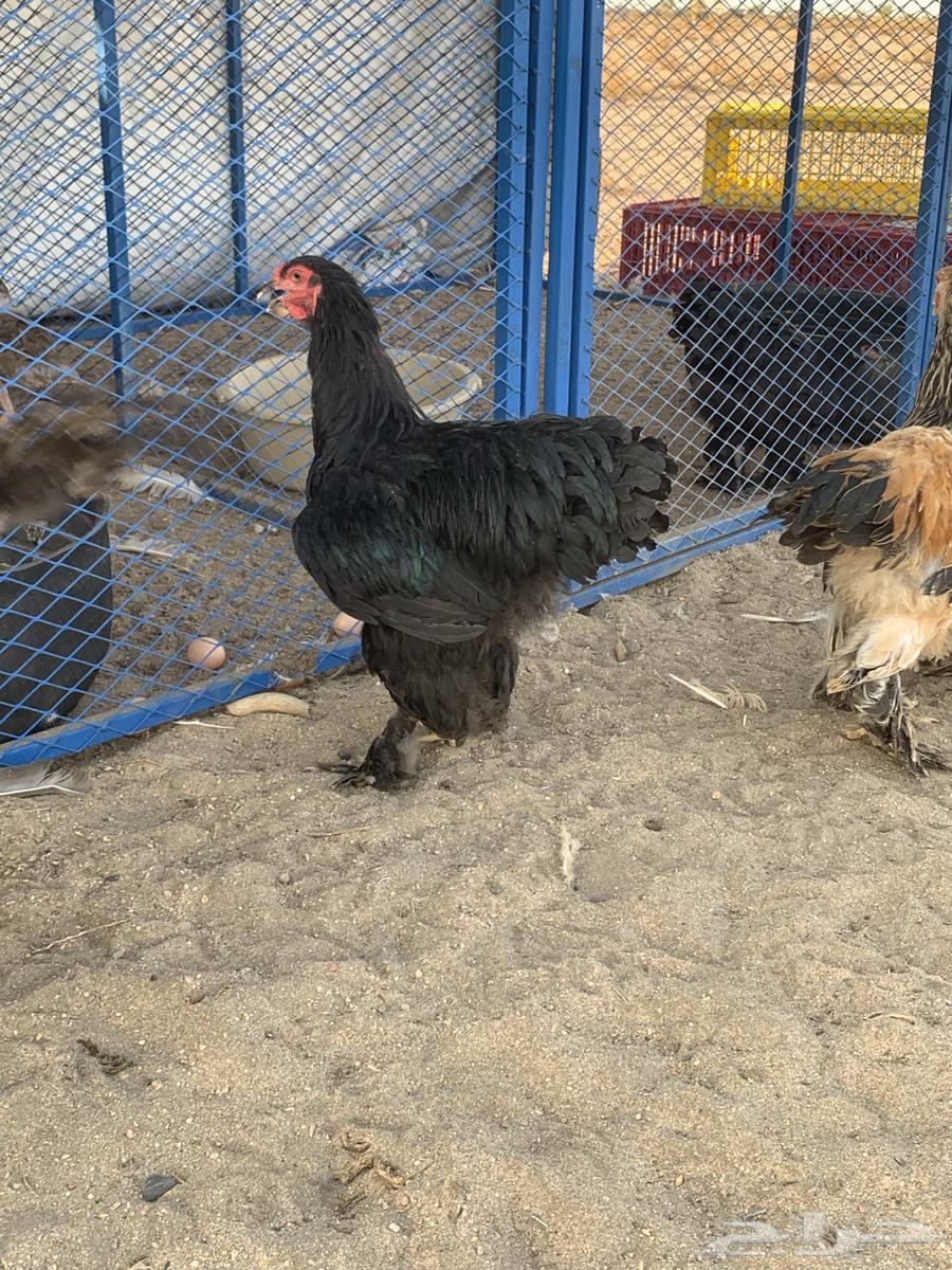 Brahma64141925906435111
