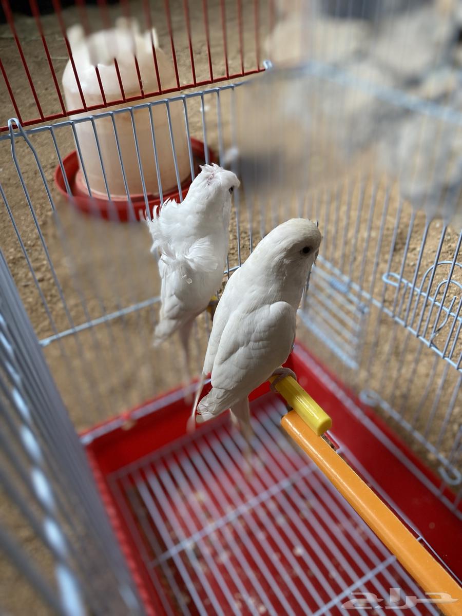 Budgies for sale, all pairs are breeding, condition is good64141548151555112