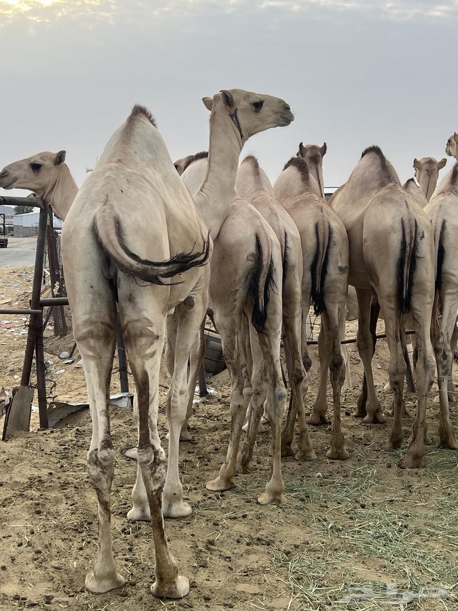 Qaadan Mufarid Kafu for sale contact64126262460033110
