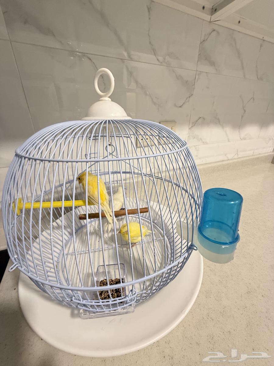 Selling 3 canary birds64144168197891112