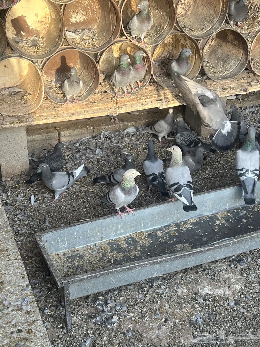 Pigeon squabs and chickens for sale64141530221441112