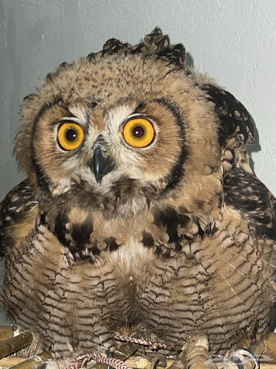 Bird for sale64144360348290110