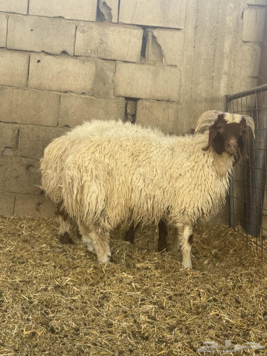 For sale, Na'im sheep with closed backs64128740648962113