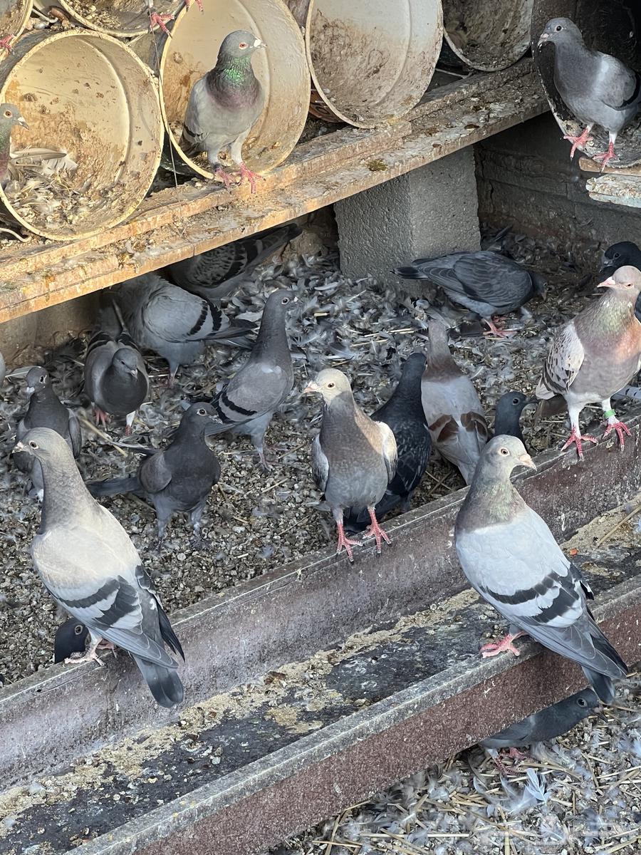 Pigeon squabs and chickens for sale64141530221441114