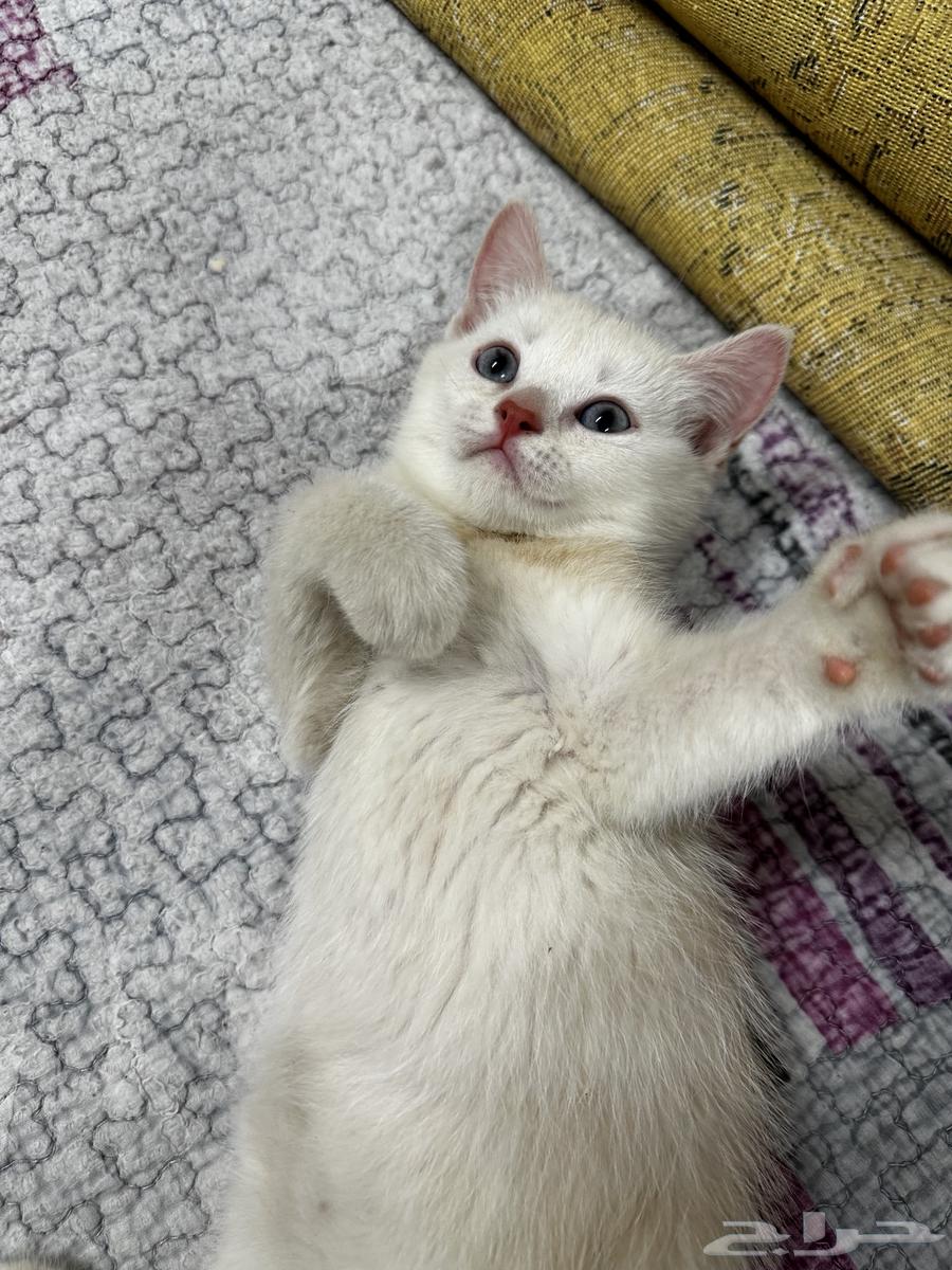 Kittens for sale64142466852482110