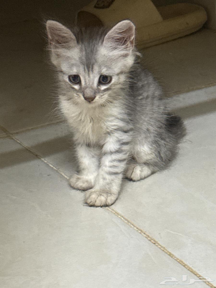 قطط شي64126470298115111