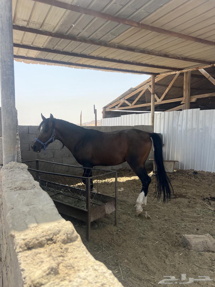 For sale horse64141923477505111