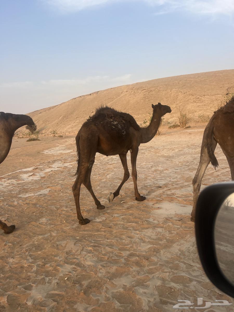 قعود قصب للبيع64141927742721110