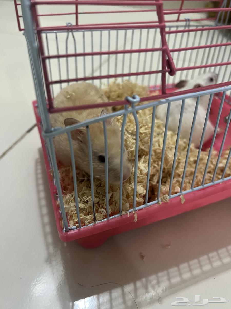 Hamster pair for sale64143478611201111