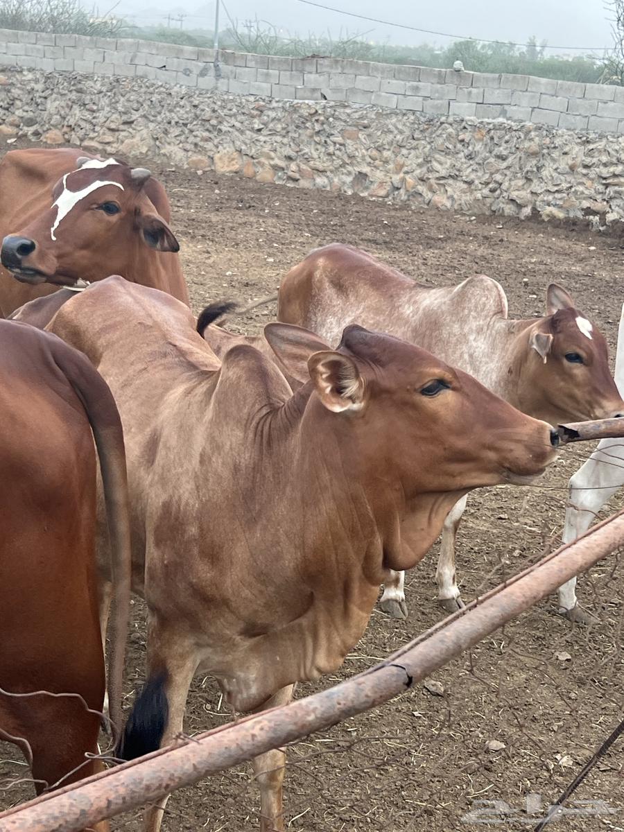 Fat sheep for sale64141933119362112