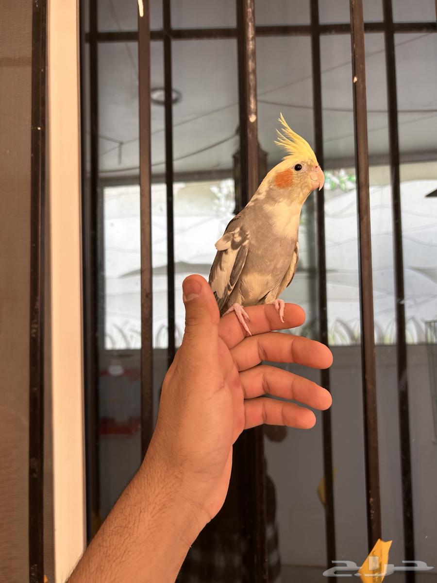 ذكر كروان هاف بايد اليف و متكلم64130100063235111