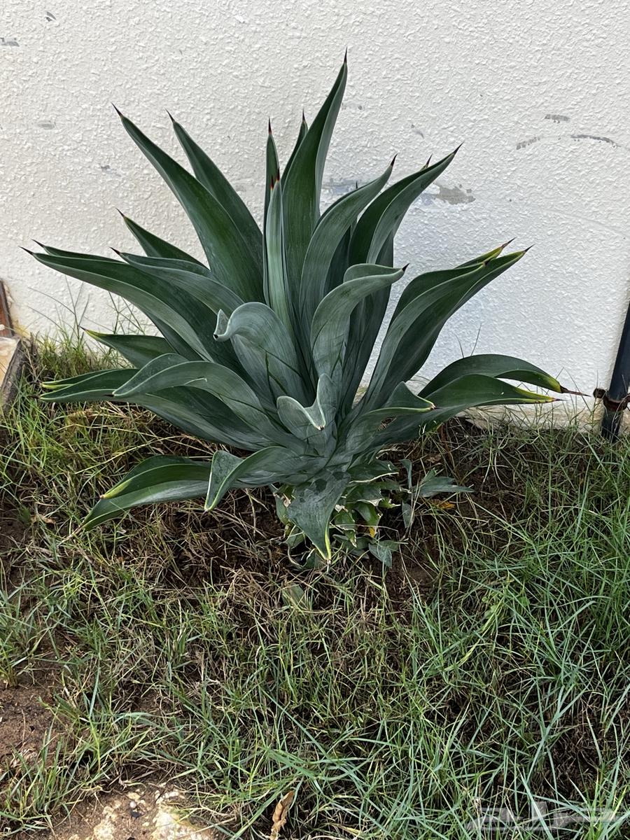 American Aloe Vera Without Pot, Different Sizes64141911371266112