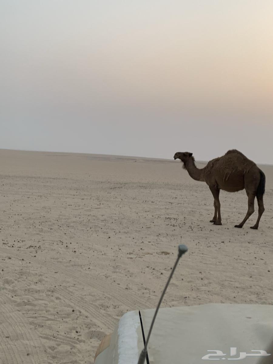 للبيع ابل لقحات64141927060097113