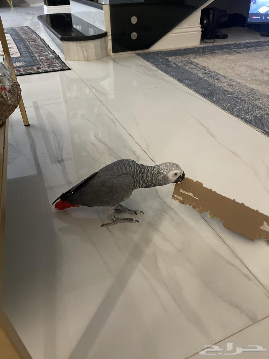للبيع طير ببغاء كاسكو يتكلم ويحفظ كلمات64129225742466110