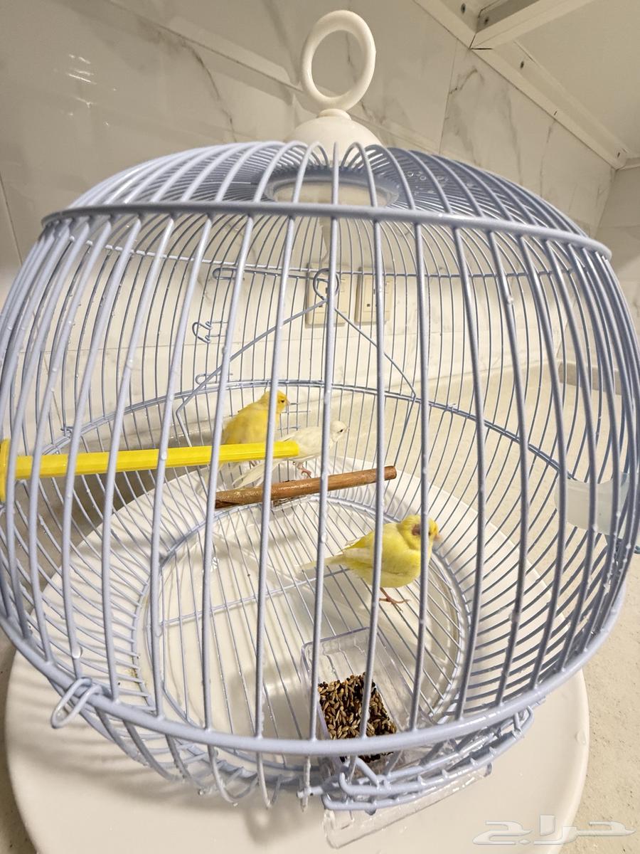 Selling 3 canary birds64144168197891110