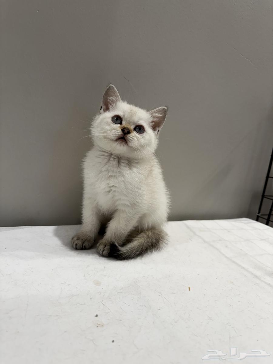 British Scottish (For Sale)63654696057475112