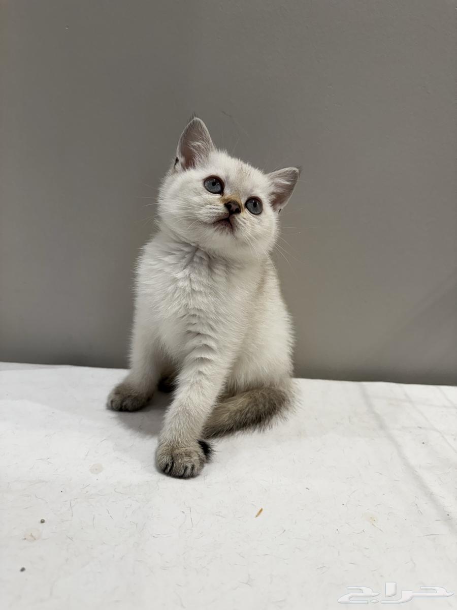 British Scottish (For Sale)63654696057475113