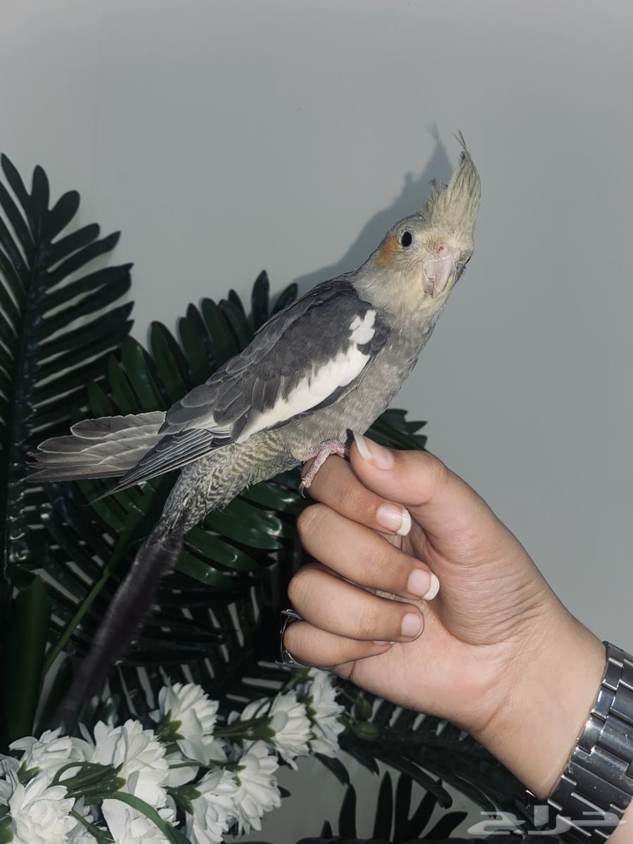 Tame Crow64127652577153110