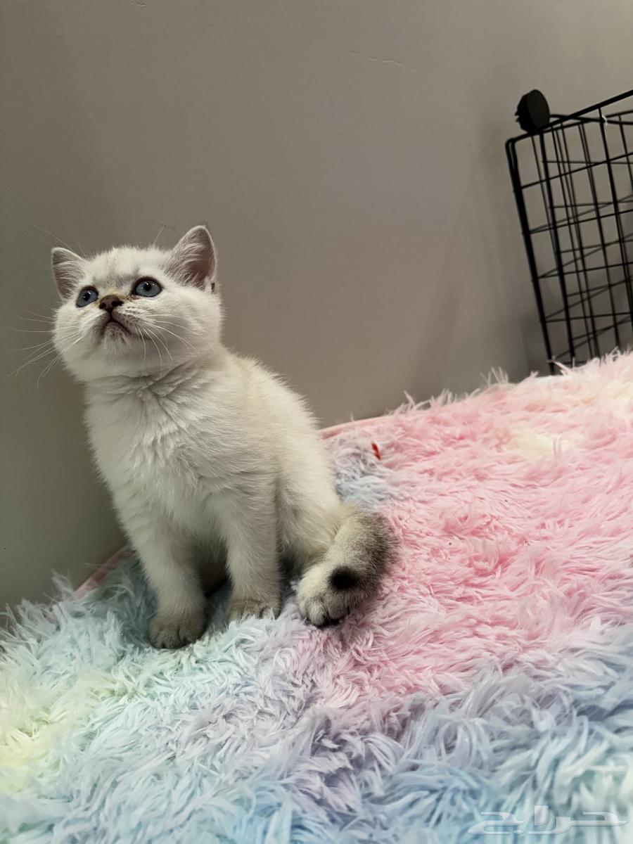 British Scottish (For Sale)63654696057475110