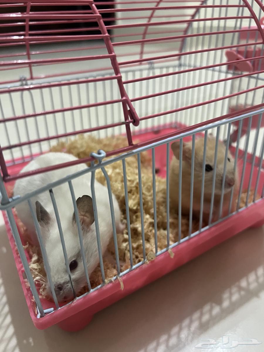 Hamster pair for sale64143478611201114
