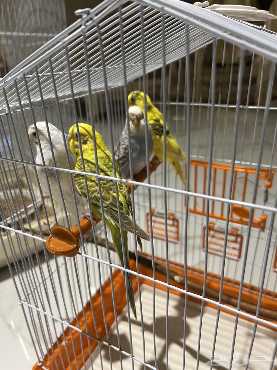 بادجي للبيع64142206691203110