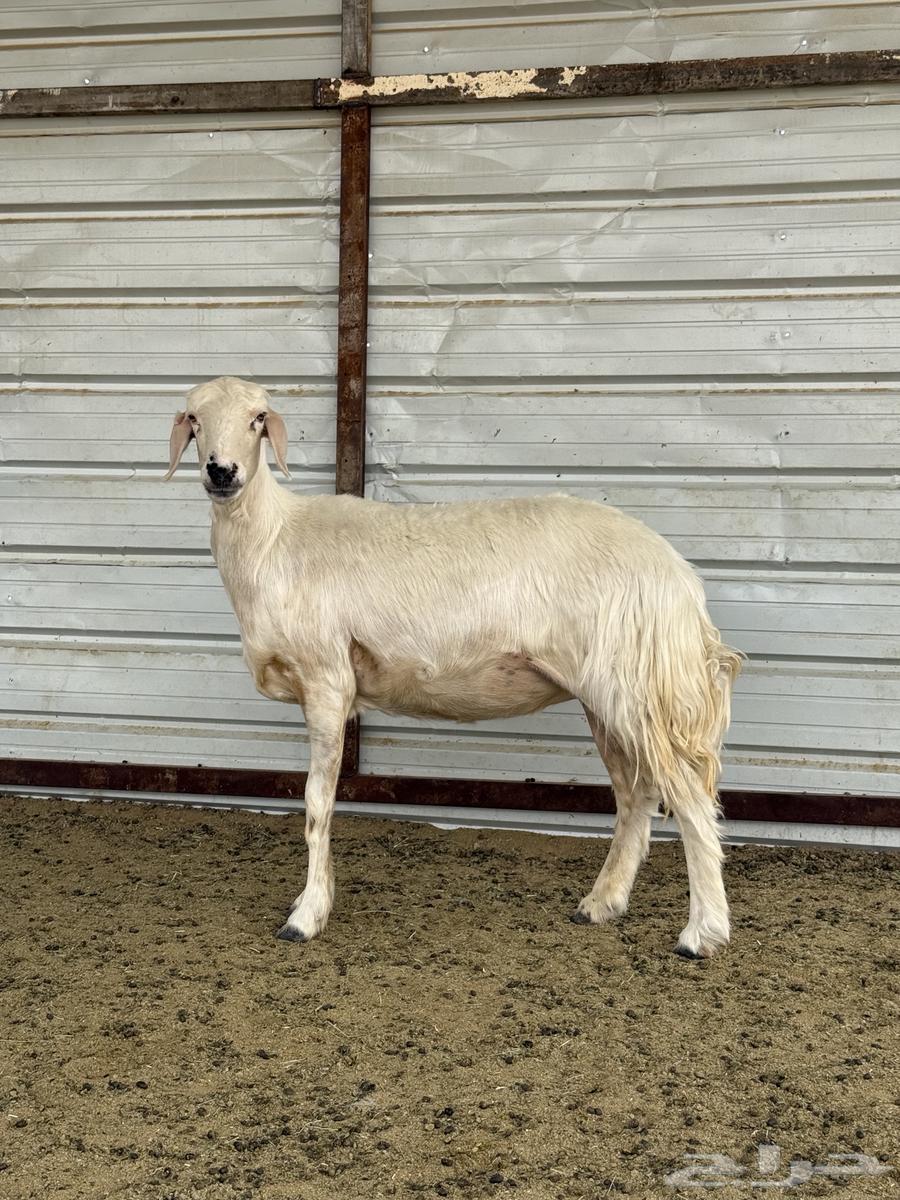 Yellow wool breed64141928724226110