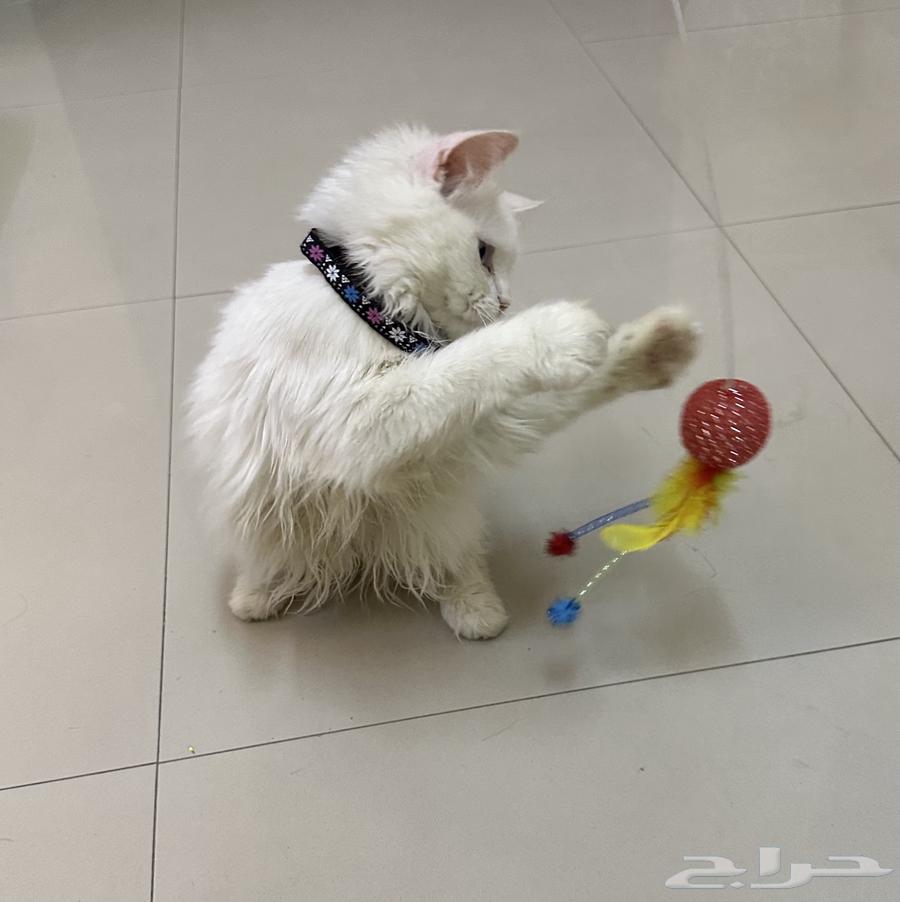 قطط شيرازيه بيور64126135901698111