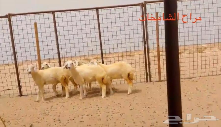 رخال مقاني من مراح الشامخات64141918421633111