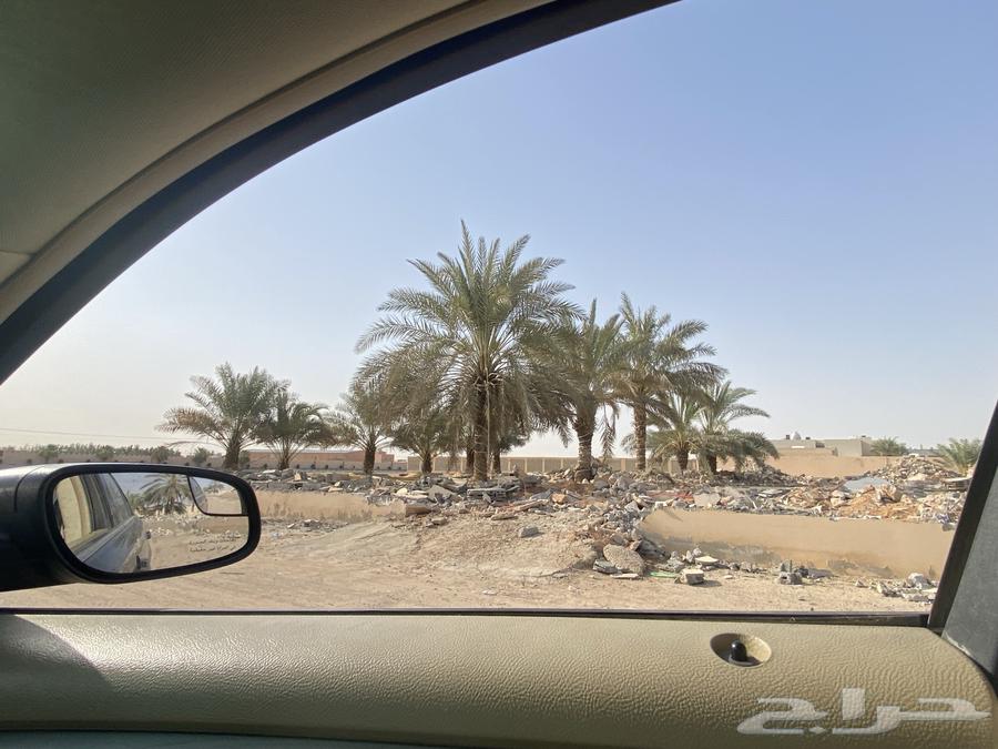 25 palm trees for sale64141551815425112