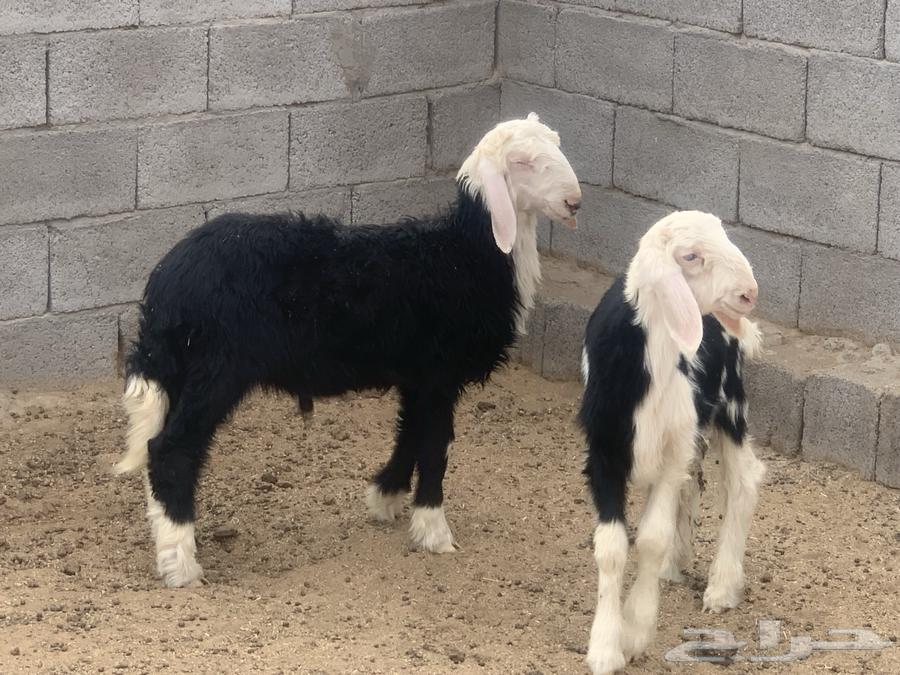 للبيع طليين نجد نظيفه شرط64141920791681113