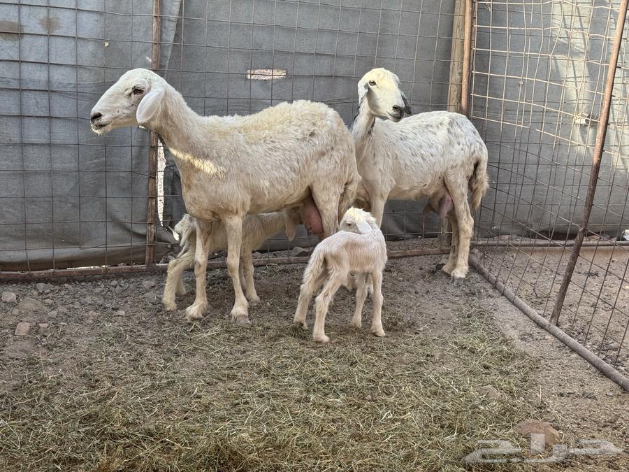 Sheep with high-quality wool from Jroum, branches ((Sold))64141920486658110
