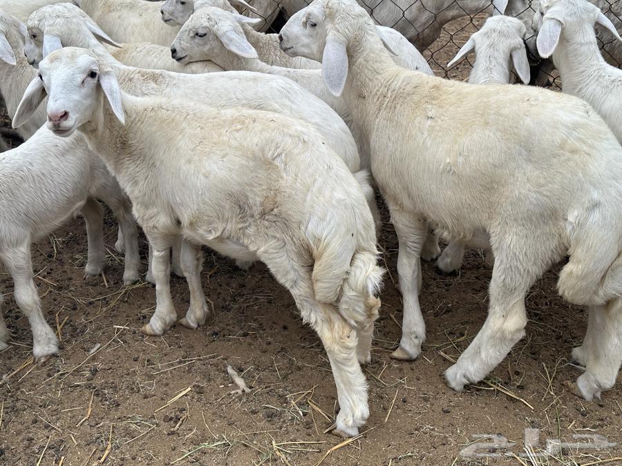 Camels for sale64141534689027112