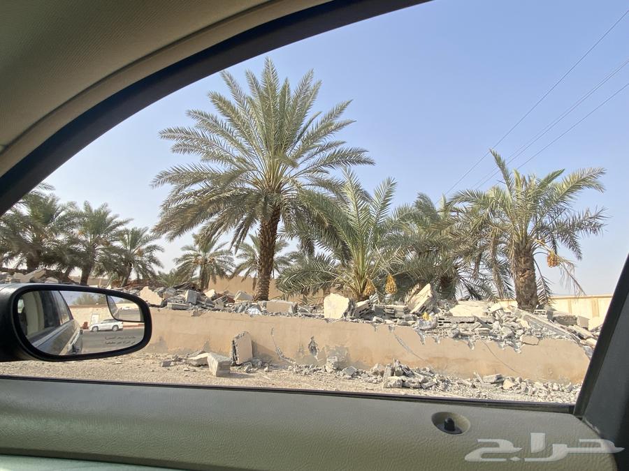 25 palm trees for sale64141551815425111