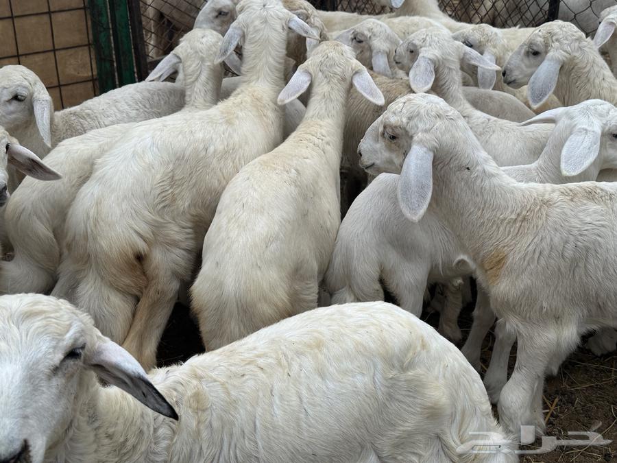 Camels for sale64141534689027111