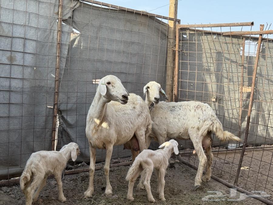 Sheep with high-quality wool from Jroum, branches ((Sold))64141920486658111