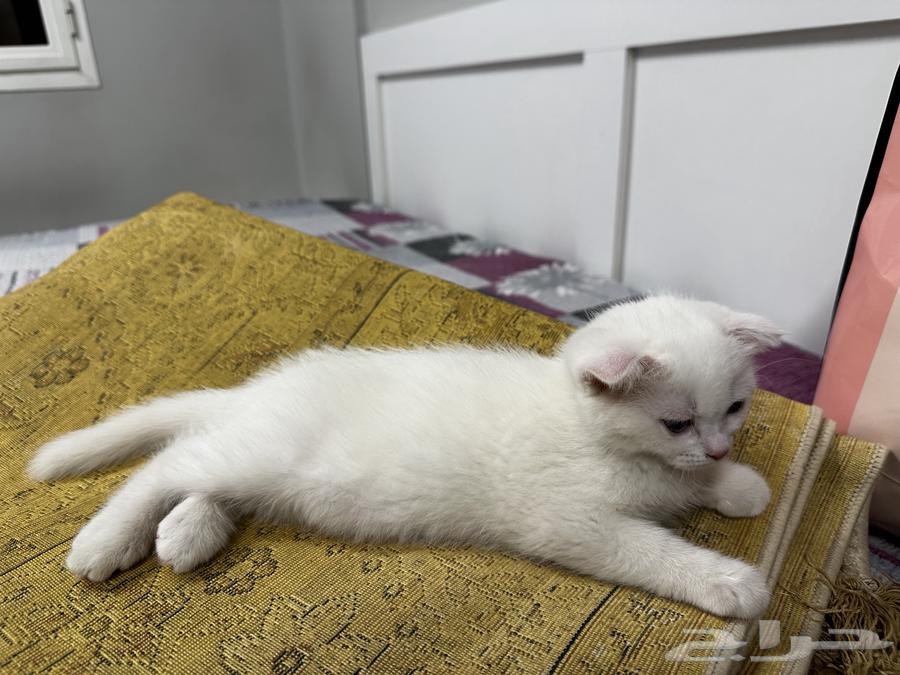 Kittens for sale64142466852482114