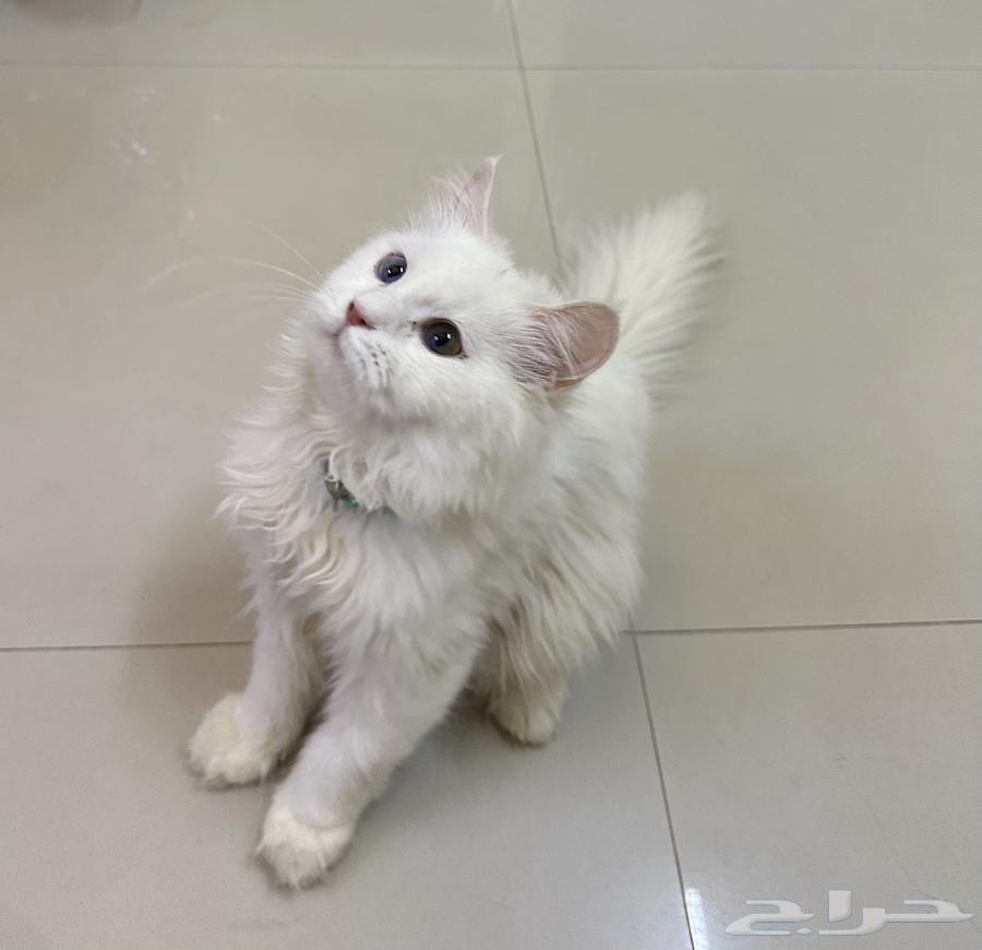 قطط شيرازيه بيور64126135901698110